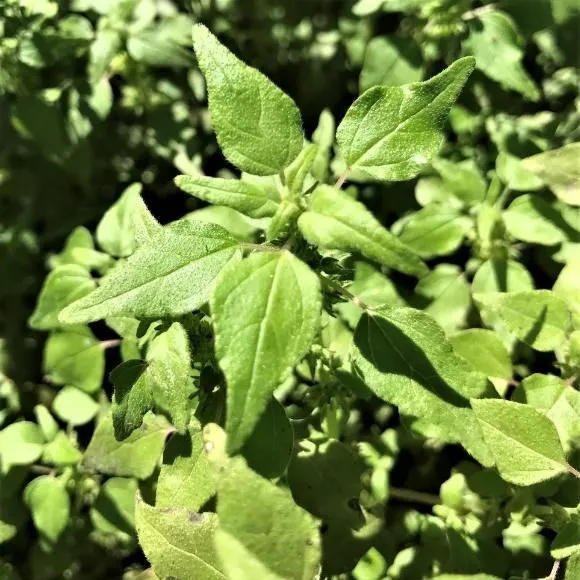 thumbnail for publication: Identification and Management of Clustered Pellitory (Parietaria praetermissa) in Citrus Groves